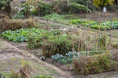 Çeşitli bitkiler ve bambu çardaklarıyla taze bir sebze bahçesi yetiştiriyorum.