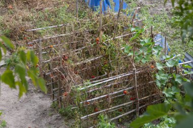 Bambu kafesinde ölü domates bitkileri ve biçilmemiş meyvelerle dolu bir bahçe.
