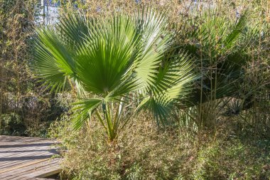 Palmiye ağacı ve bambu fuar 98 su bahçelerinde tropikal bir manzara yaratıyor, Lizbon