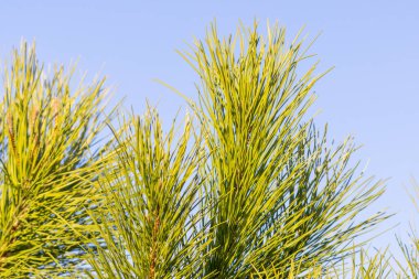 Açık mavi gökyüzünün altında yeşil iğnelerle dolu çam ağacı dalları