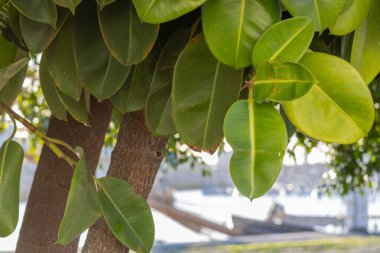 Kauçuk incir ağacı, açık havada, güneşli gökyüzünün altında yetişiyor.