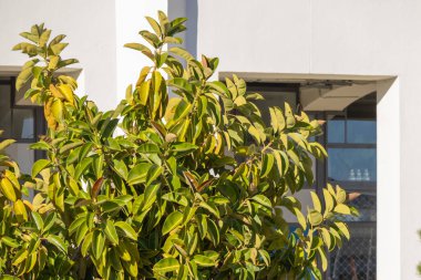 Güneş ışığı altında pencereleri olan beyaz bir binaya karşı büyüyen lastik bitkiler.