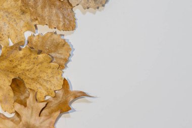 Kuru meşe yaprakları, basit bir beyaz arkaplan üzerinde basit bir sonbahar sınırını oluşturur.