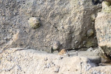Limpet 'ler ve küçük midyeler doğal ortamlarında deniz kayalarına tutunuyorlar.