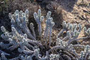 Kuru kumlu toprakta yetişen mavi yeşil yaprakları gösteren Sedum sulu bitkisi.