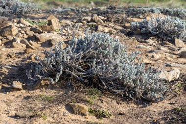 Kuraklığa dayanıklı bitki, açık havada kuru kum ve kayaların arasında gelişiyor.