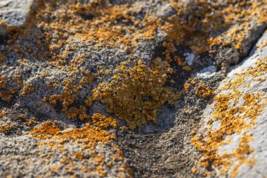 Antik gri kayaya yapışmış canlı turuncu liken doğal doku ve organik detay sunuyor.