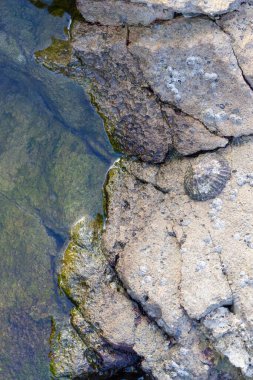 Deniz kabukları ve deniz aygırı ile kayalık kıyı şeridi, suyun kenarında doğal dokular oluşturuyor.