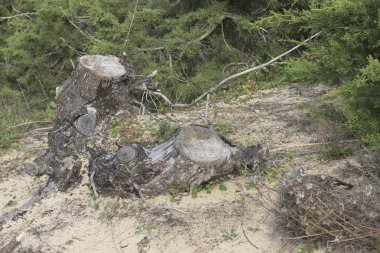 Ölü ağaç kütüğü ve gövdesi kayalık nehir ve yosunlu orman manzarası.