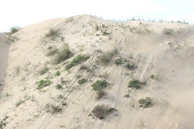 Guincho-Cresmina Kumulları: Cascais 'de Kum Yamacı ve Kıyı Bitkisi