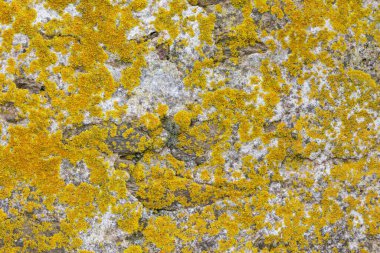 Yıpranmış gri kaya yüzey dokusunu kaplayan canlı xanthoria liken görüntüsünü kapat