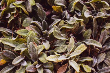 Sonbaharda parkta bir bitkinin yakın çekimi. Canlı bitki örtüsü arka planı.