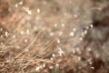 Bulanık çiçek arkaplanı. Manzara. Sonbahar çiçekleri.