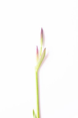  İris çiçeklerinden bir yeşil filiz görüntünün ortasındaki beyaz arka planda. Metin için boş alan.