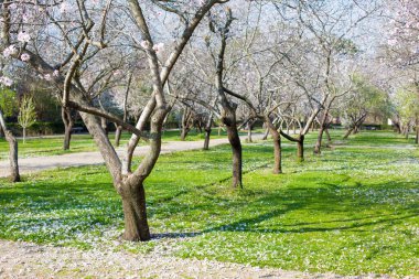 Parkta beyaz çiçeklerle açan bir badem ağacı duruyor. Bahar manzarası. İspanya.