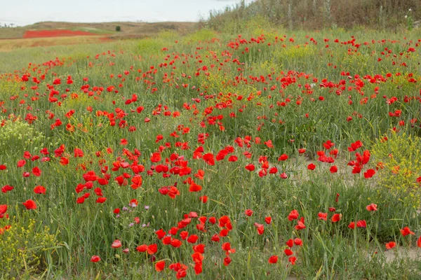 Yazın açan güzel gelincik tarlası.
