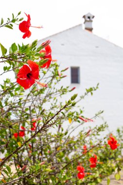 Gündüz vakti beyaz bir köy evinin arka planında çiçek açan bir amber çiçeği çalısı var..