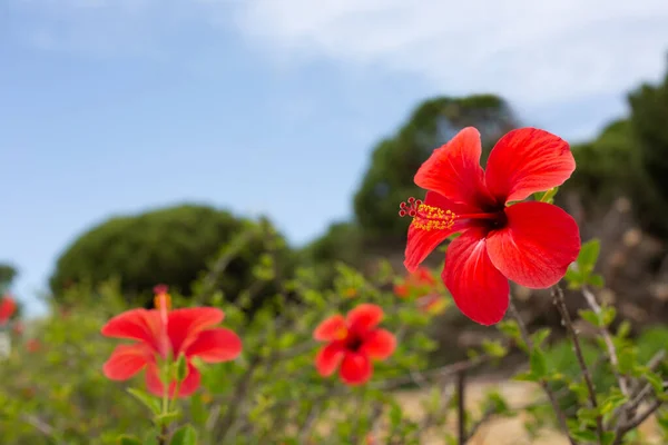 Kvetoucí Ibiškové Keře Červenými Květy Jsou Zasazeny Pozadí Lesní Krajiny — Stock fotografie