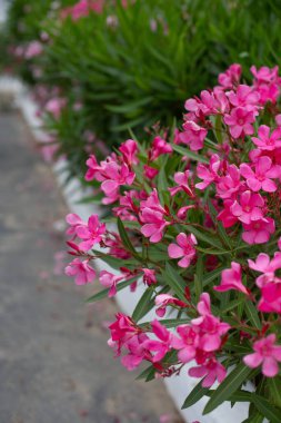 Çiçek açan zakkum çalısı pembe çiçeklerle.