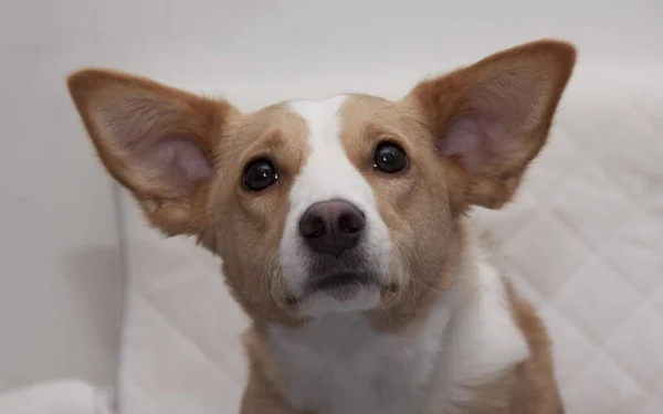Gyönyörű Jack Russell Terrier Kiskutya — Stock Fotó