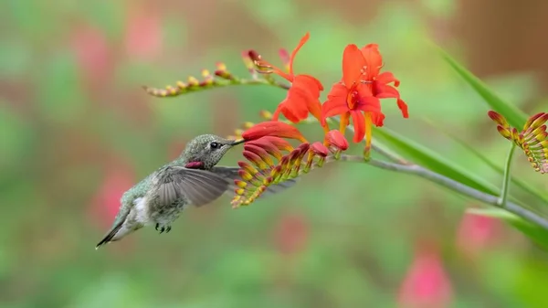 Piękny Koliber Wraz Kwiatami — Zdjęcie stockowe