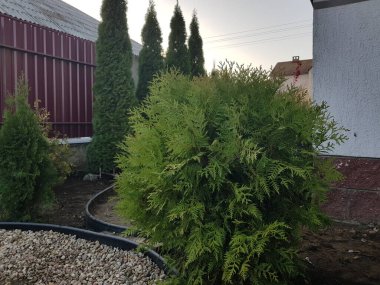 Yaz günü taze bir sabahta parkta çim sulama.