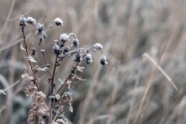Donmuş kuru dallar. Doğal arkaplan.