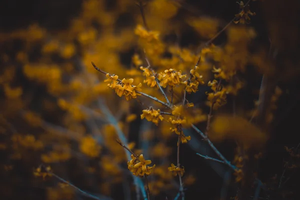 植物 — 图库照片