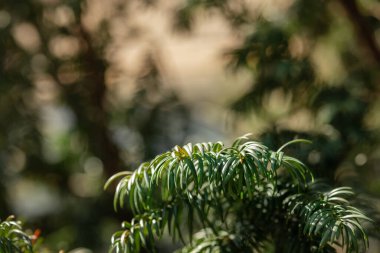 Soyut çiçek arkaplanı, yeşil ağaç dalı, bahar konsepti, seçici odak