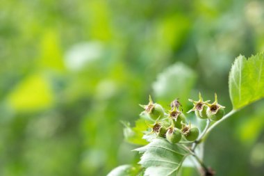 Bulanık yeşil çiçekli arka plan, olgunlaşan meyveli şahin, seçici odak