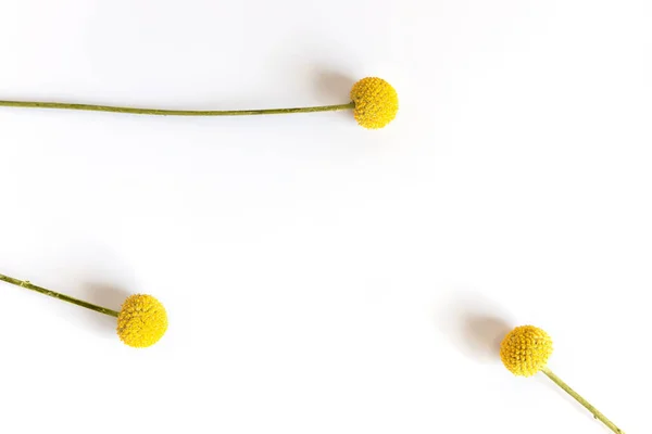 Три Желтых Полевых Цветка Сферической Craspedia Белом Размытом Фоне Цветочный Лицензионные Стоковые Фото