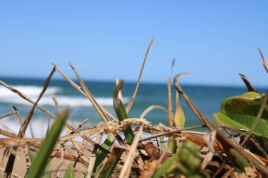 Brezilya 'da Çöl Sahili