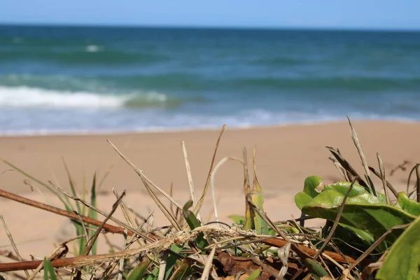 Brezilya 'da Çöl Sahili