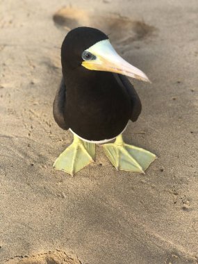 Fernando de Noronha Brezilya 'da kahverengi bubi kuşu