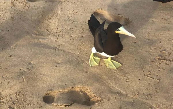 Barna Booby Madár Fernando Noronha Brazília — Stock Fotó