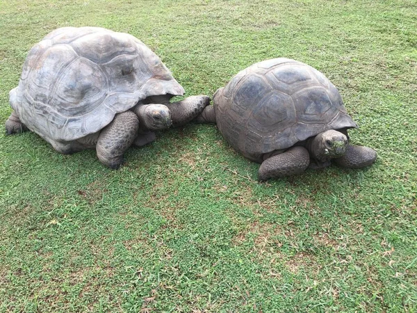 giant tortoise in seychelles island