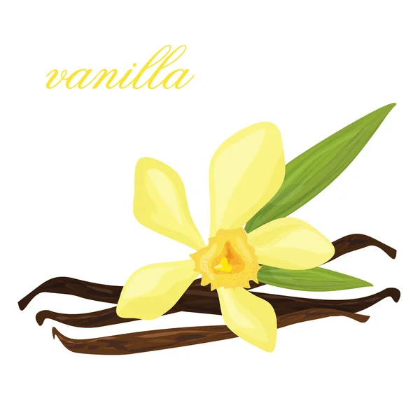 Květina a vanilkové tyčinky — Stockový vektor