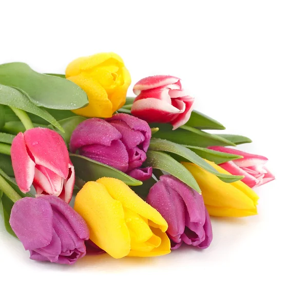 Bright spring tulips on a white background with space for the text. — Stock Photo, Image