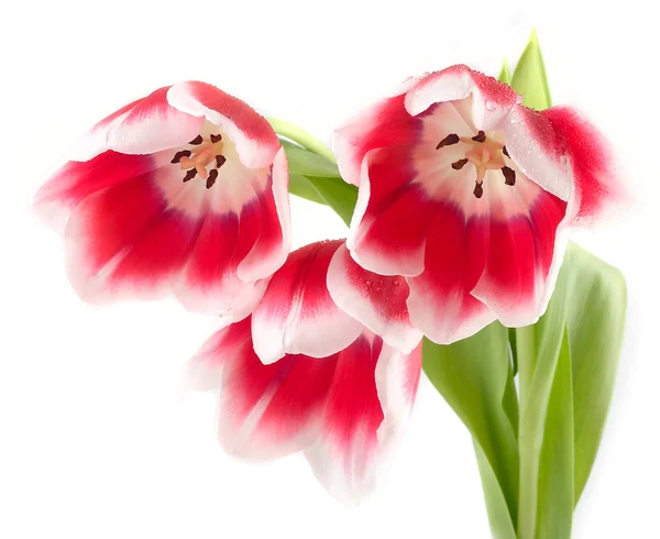 Hermosos tulipanes rojos sobre un fondo blanco con espacio para el texto . —  Fotos de Stock