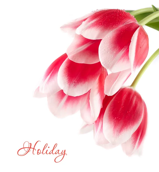 Hermosos tulipanes rojos sobre un fondo blanco con espacio para el texto . — Foto de Stock