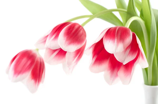Hermosos tulipanes rojos sobre un fondo blanco con espacio para el texto . — Foto de Stock