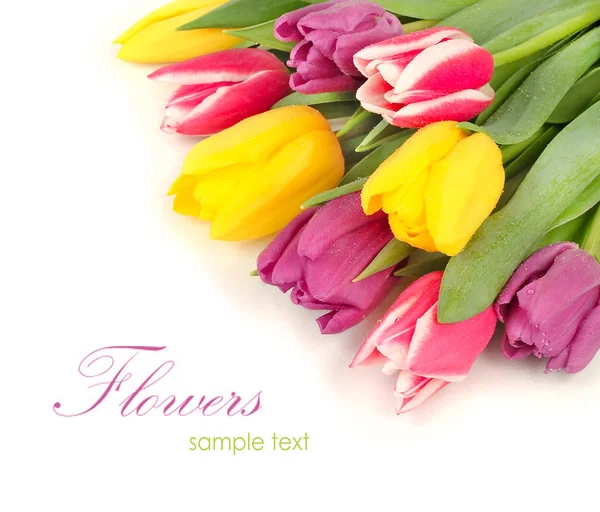 Luminosos tulipanes de primavera sobre un fondo blanco con espacio para el texto . — Foto de Stock