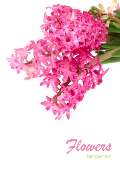 Bright pink fresh hyacinths on a white background with the place for the text. — Stock Photo, Image