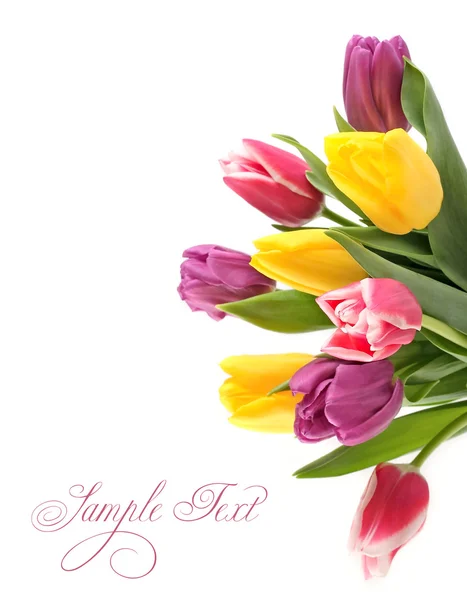 Tulipany jasne wiosną na białym tle z miejscem dla tekstu. — Zdjęcie stockowe