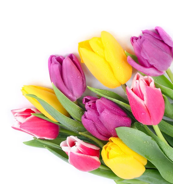 Bright spring tulips on a white background with the place for the text. — Stock Photo, Image