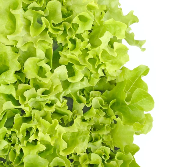 Fresh juicy lettuce on a white background with space for the text. — Stock Photo, Image