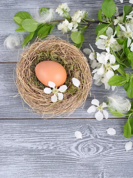 Paas-ei in een nest, veren en de bloeiende takken van het voorjaar op een houten grijze achtergrond. Een achtergrond van Pasen met ruimte voor de tekst. — Stockfoto