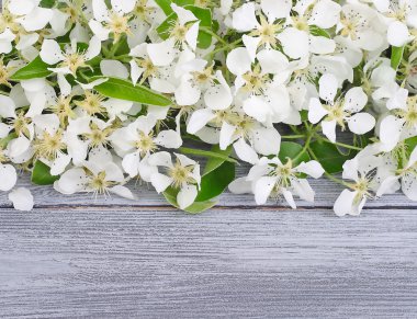 Metin için yer gri bir ahşap zemin üzerine çiçek açması elma ağacı dalları.