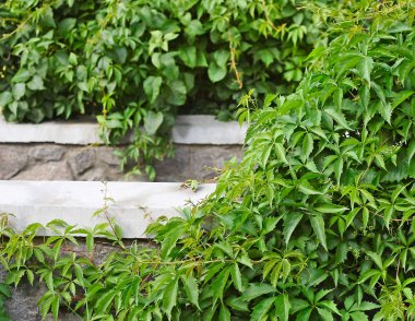 Eski Park bir yağmur sonra Ivy. Metin için yer ile doğal bir arka plan.