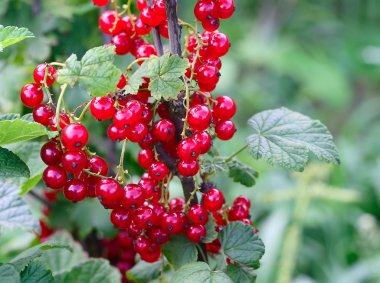 Bir bahçe bir çalı olarak Frenk üzümü. 
